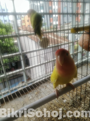 Love bird
